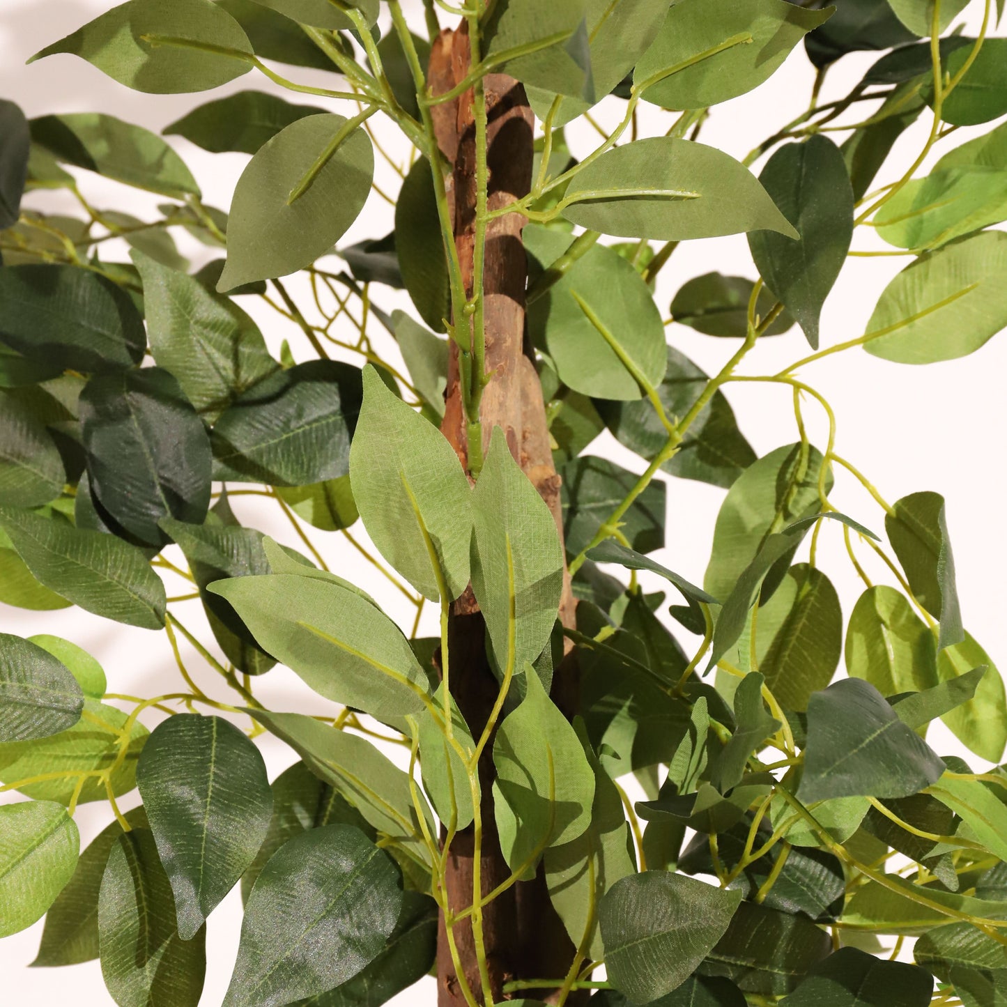 Ficus ignífugo 180 cm