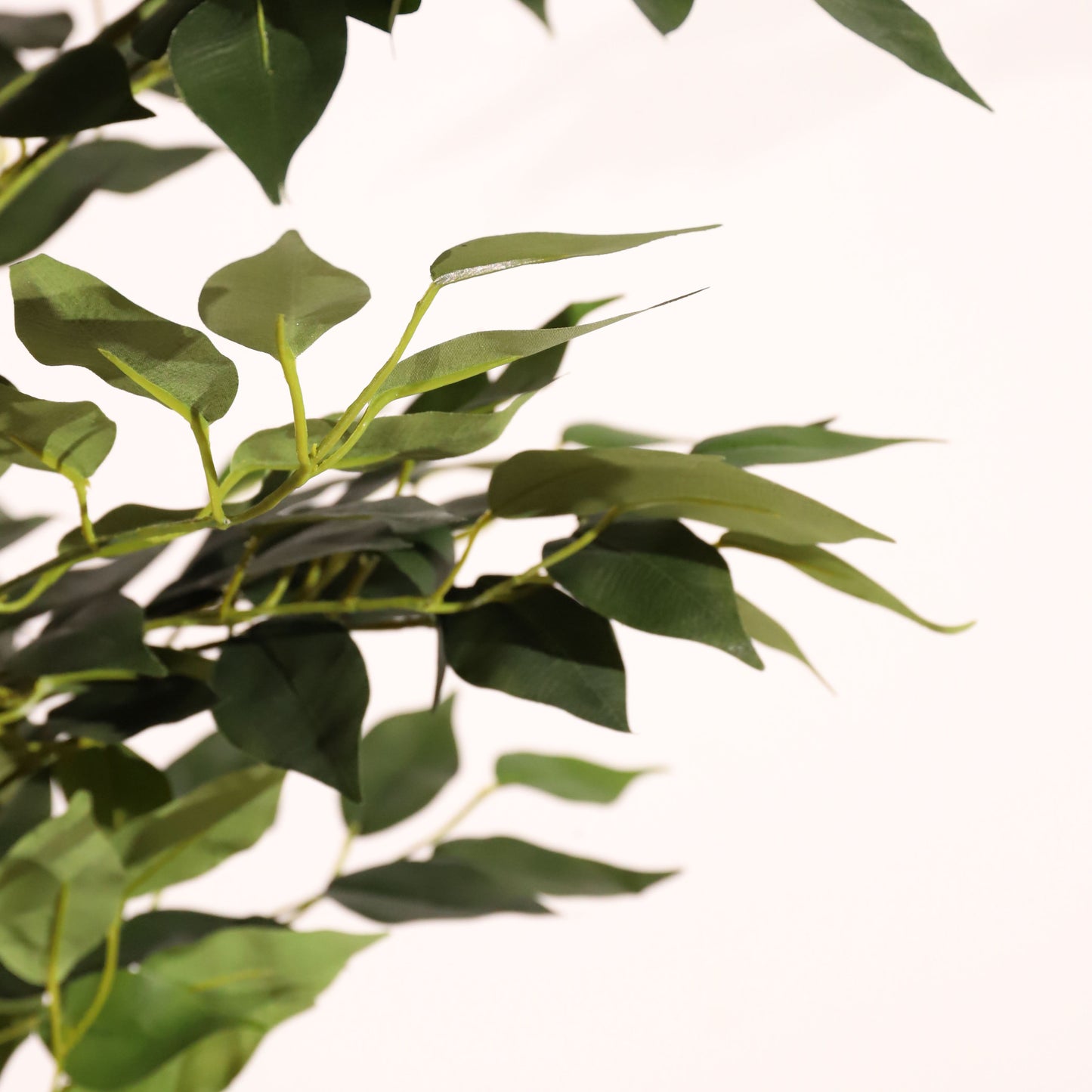 Ficus ignífugo 180 cm