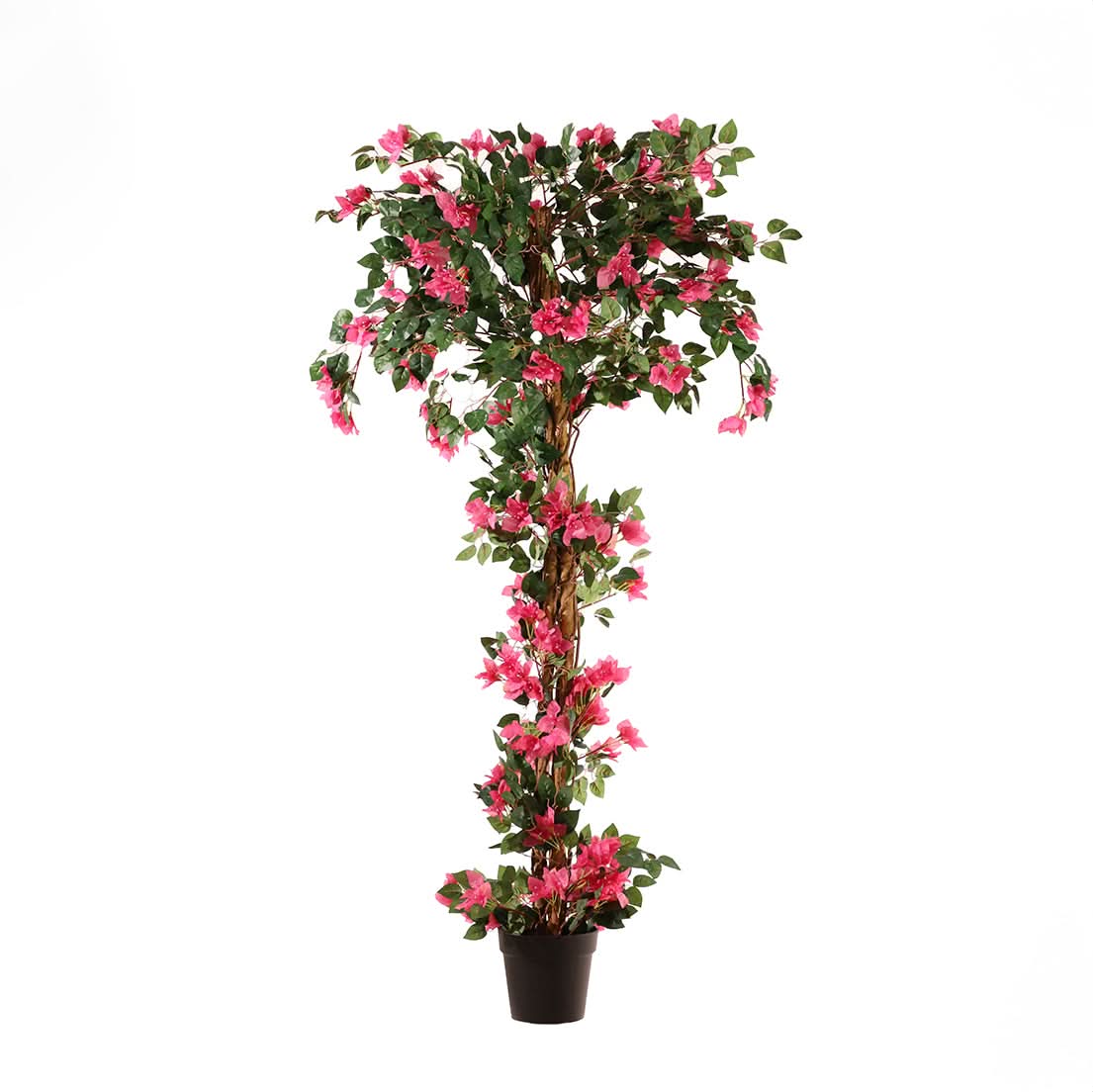 Buganvilla trenzada 185 cm
