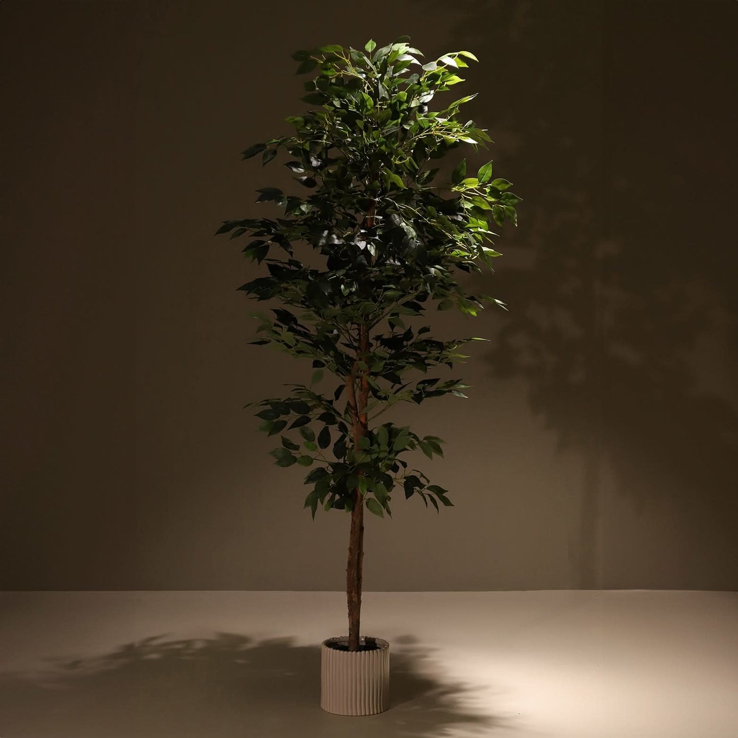Ficus benjamina 180 cm