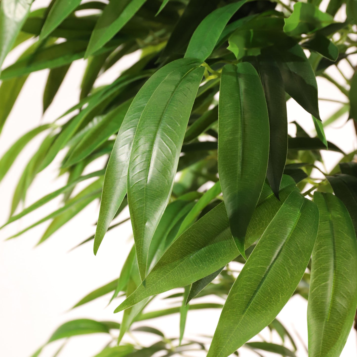 Árbol drácena 183 cm