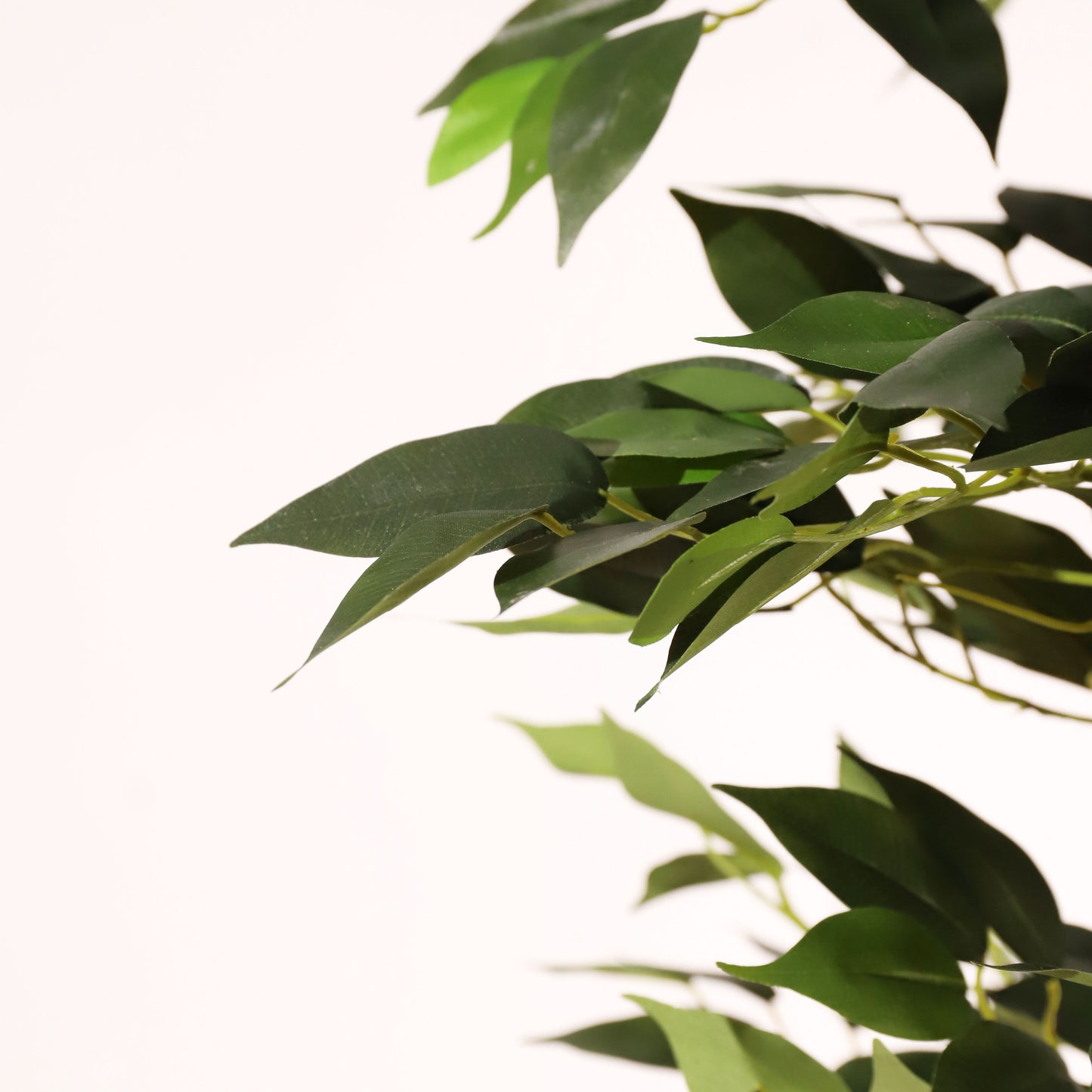 Ficus benjamina 180 cm