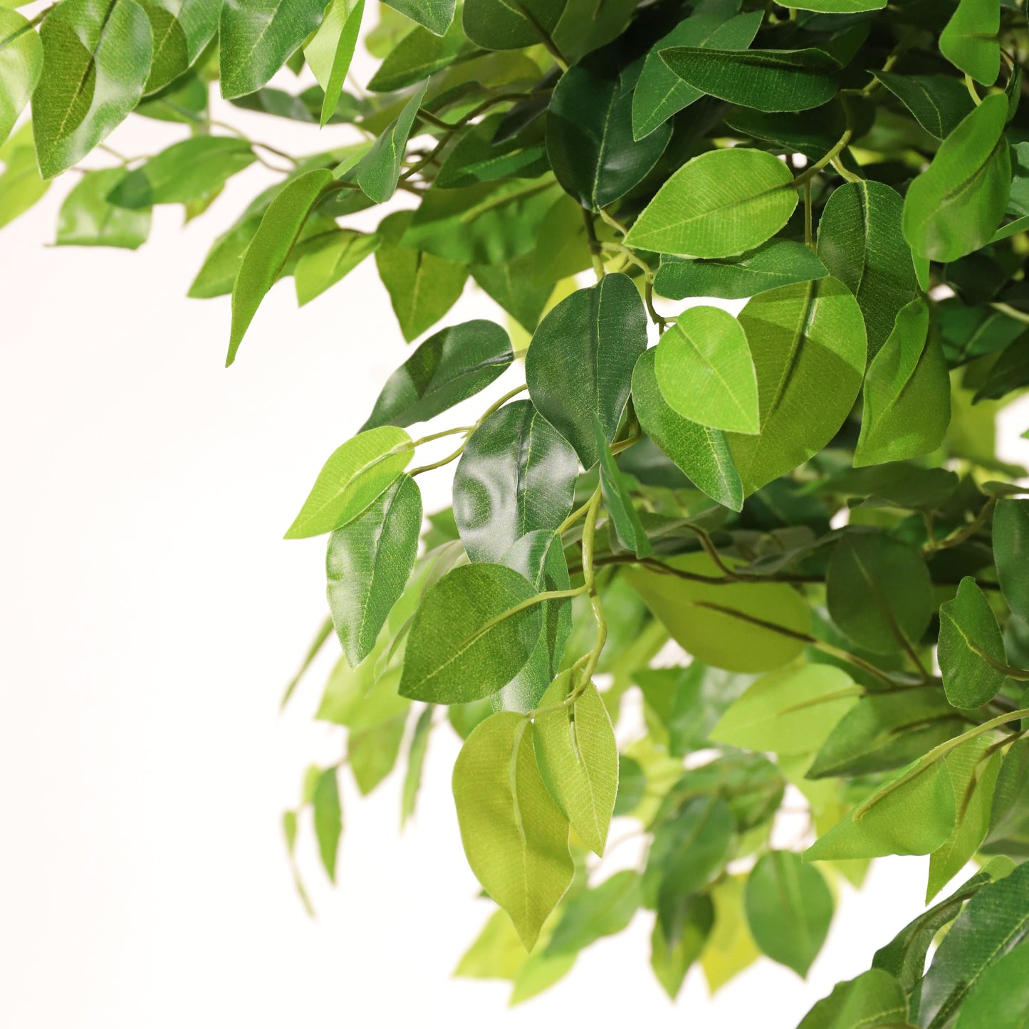 Ficus tressé 180 cm