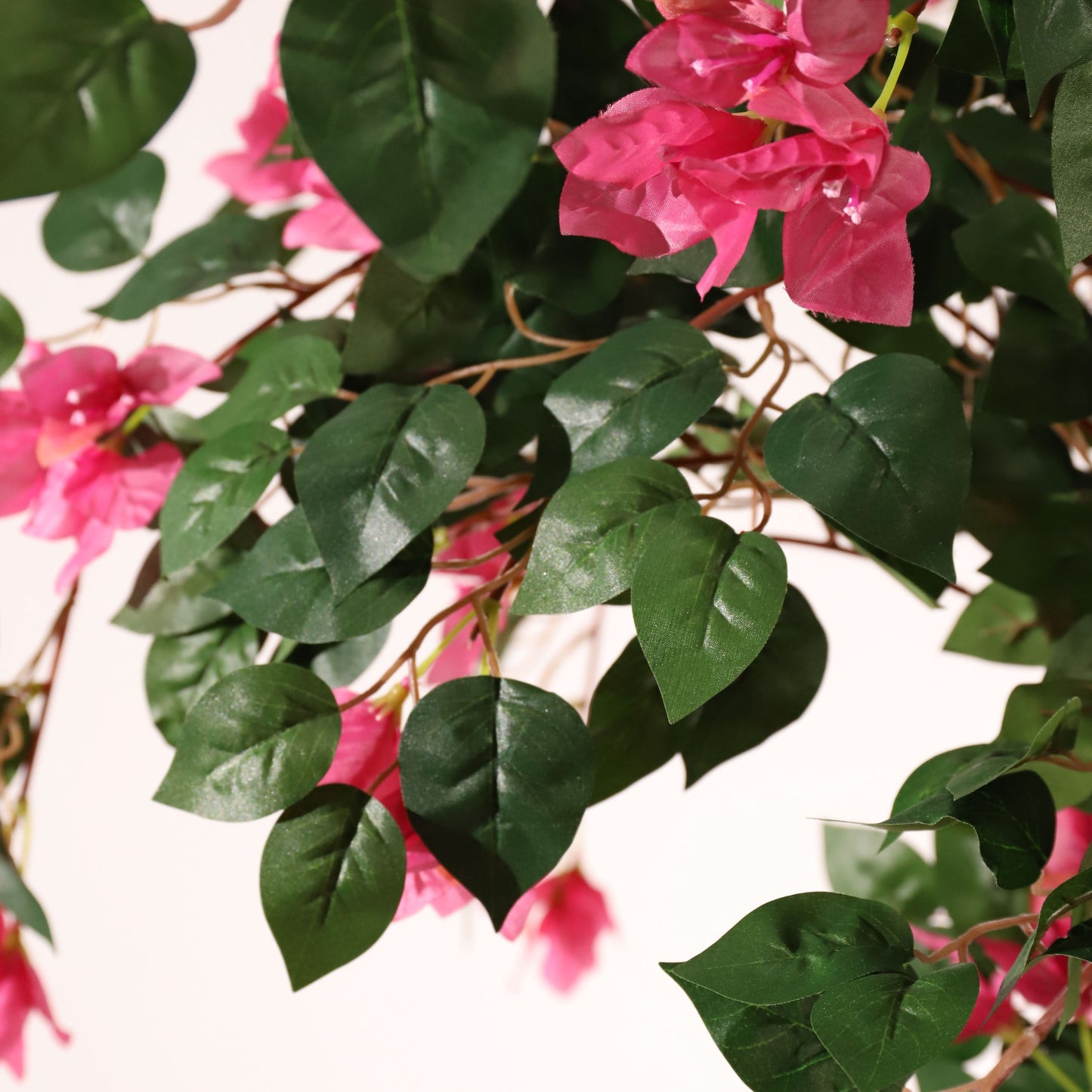 Buganvilla trenzada 185 cm