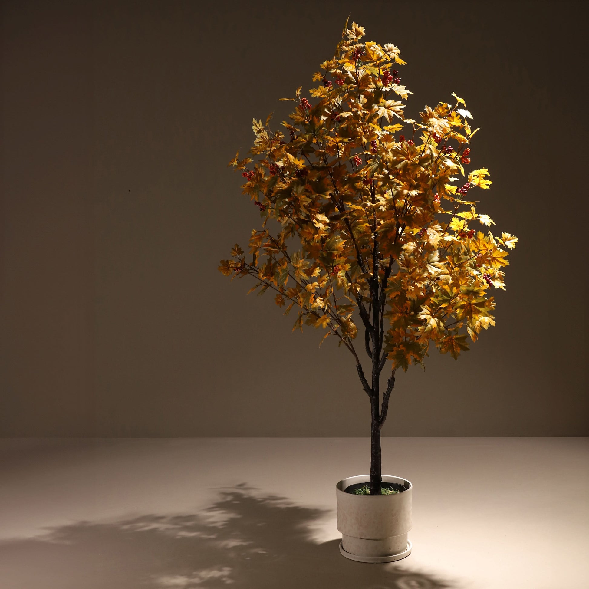 Arce amarillo 160 cm