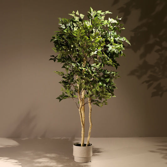 Abedul blanco ignífugo 210 cm