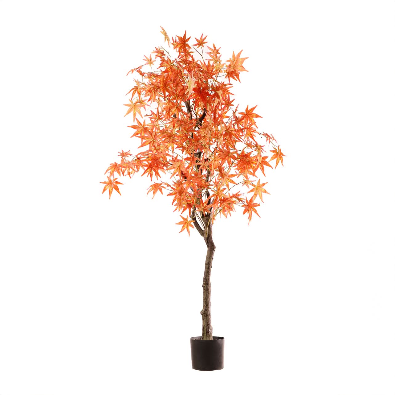 Arce rojo 170 cm