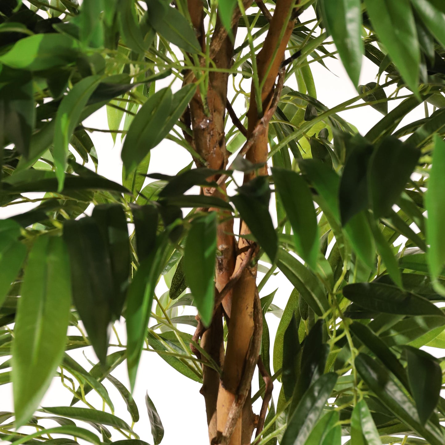 Árbol drácena 183 cm