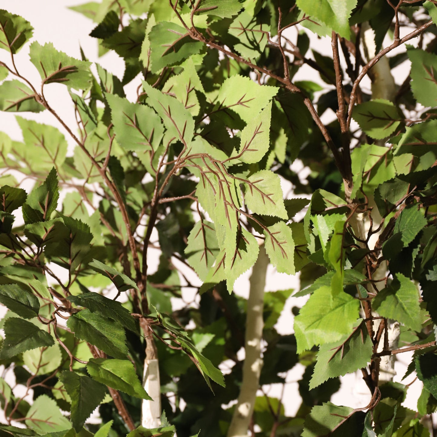 Abedul blanco ignífugo 210 cm