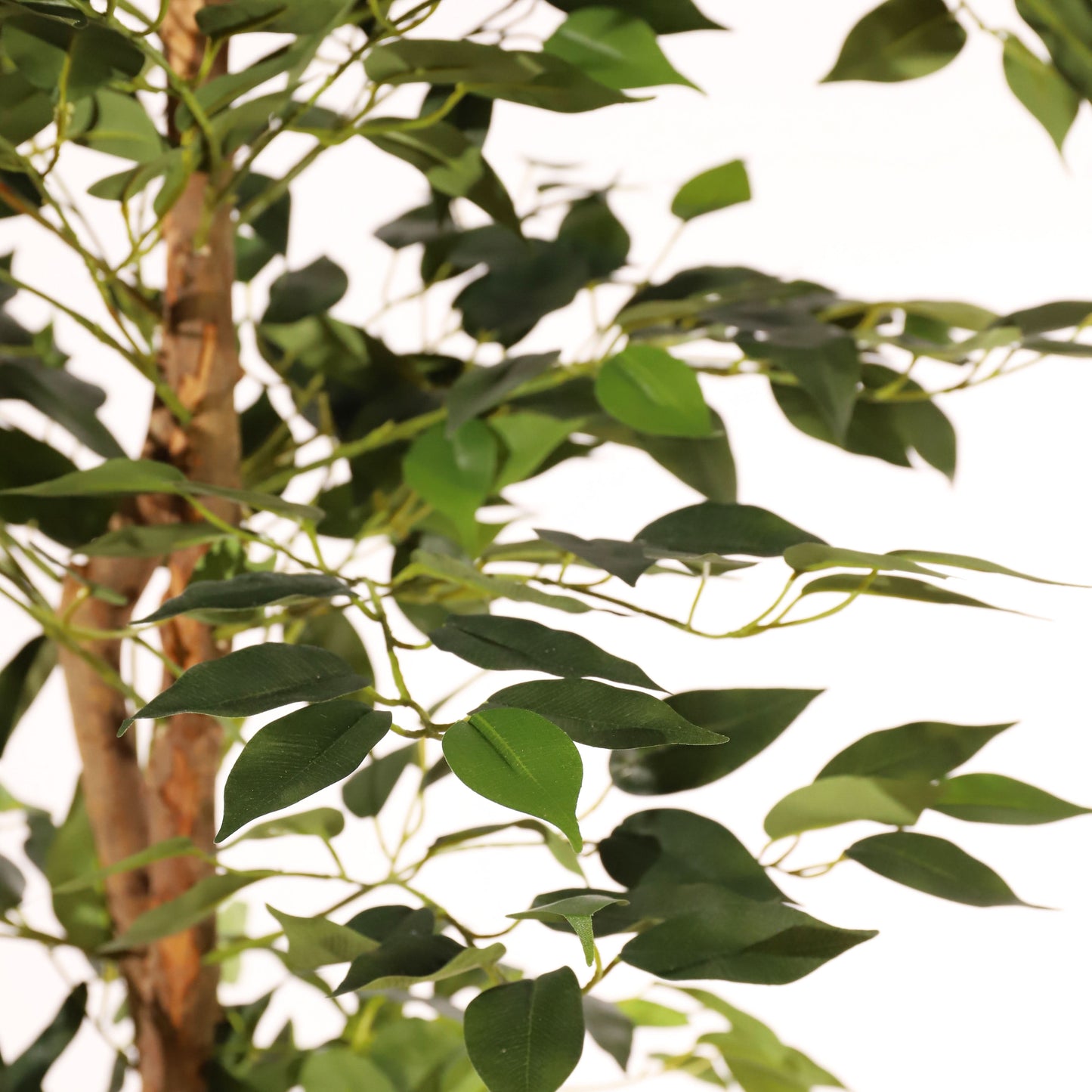 Ficus benjamina 180 cm