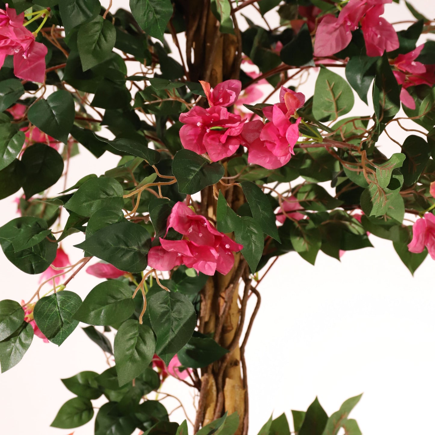 Buganvilla trenzada 185 cm