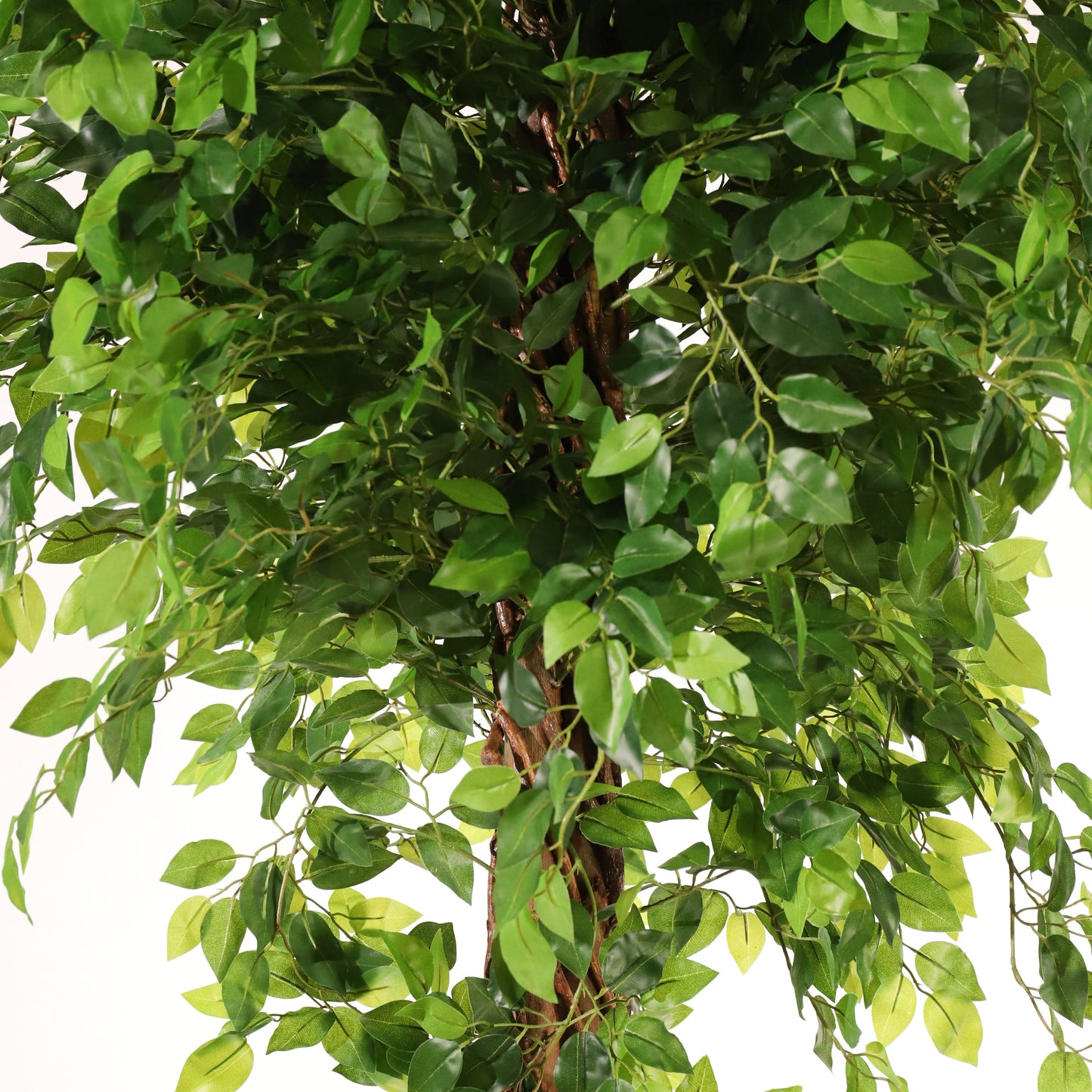 Ficus tressé 180 cm
