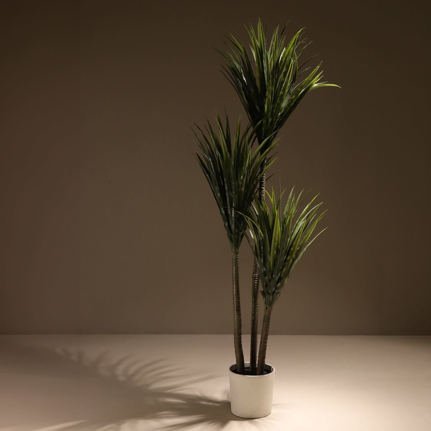 Dracaena 200 cm