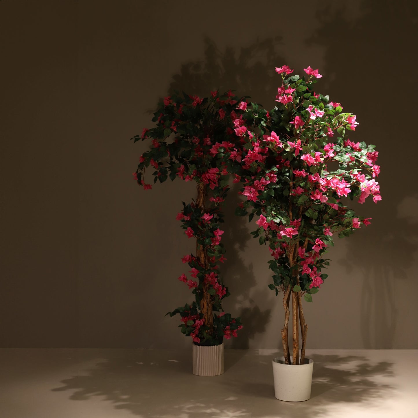 Buganvilla trenzada 185 cm