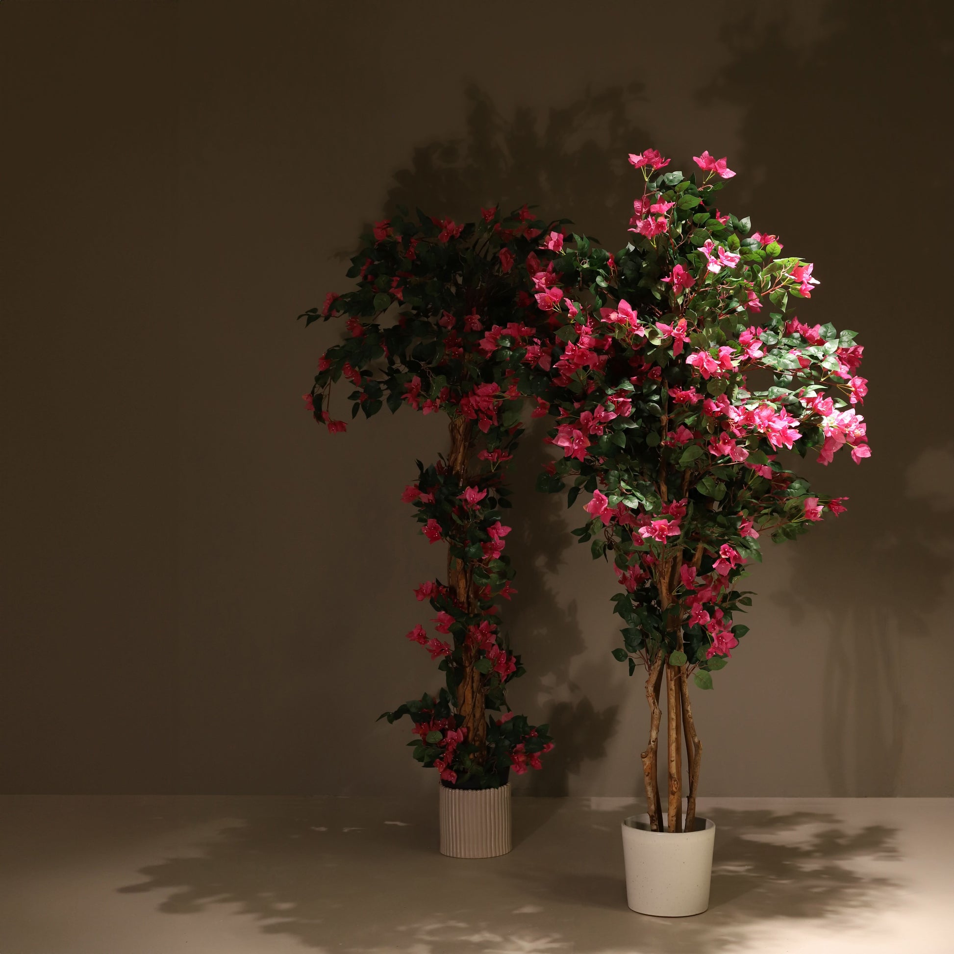 Buganvilla trenzada 185 cm