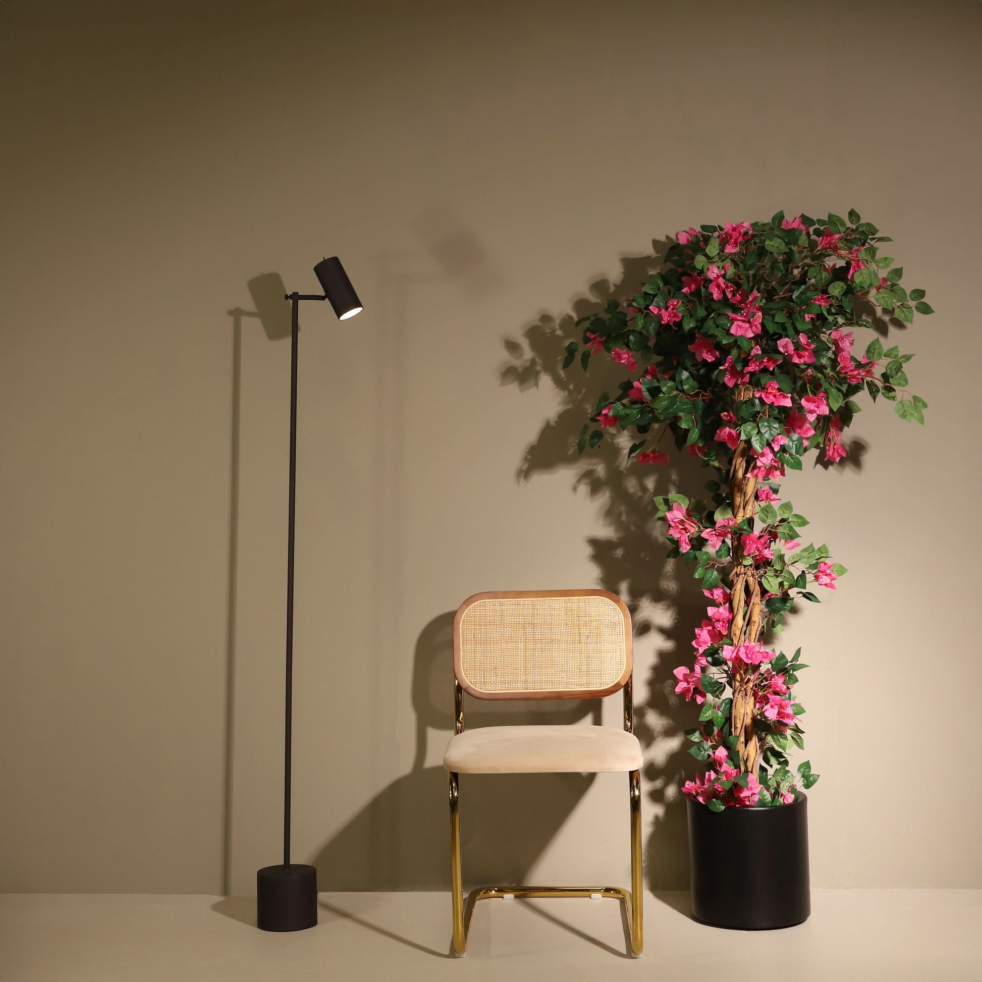 Buganvilla trenzada 185 cm