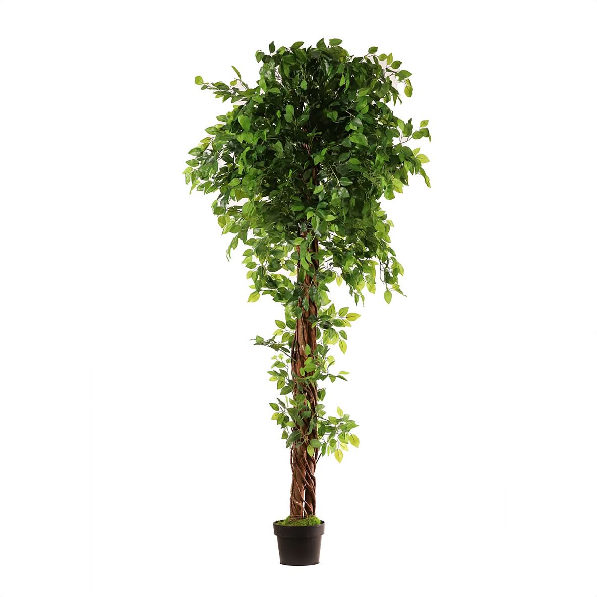 Ficus tressé 180 cm