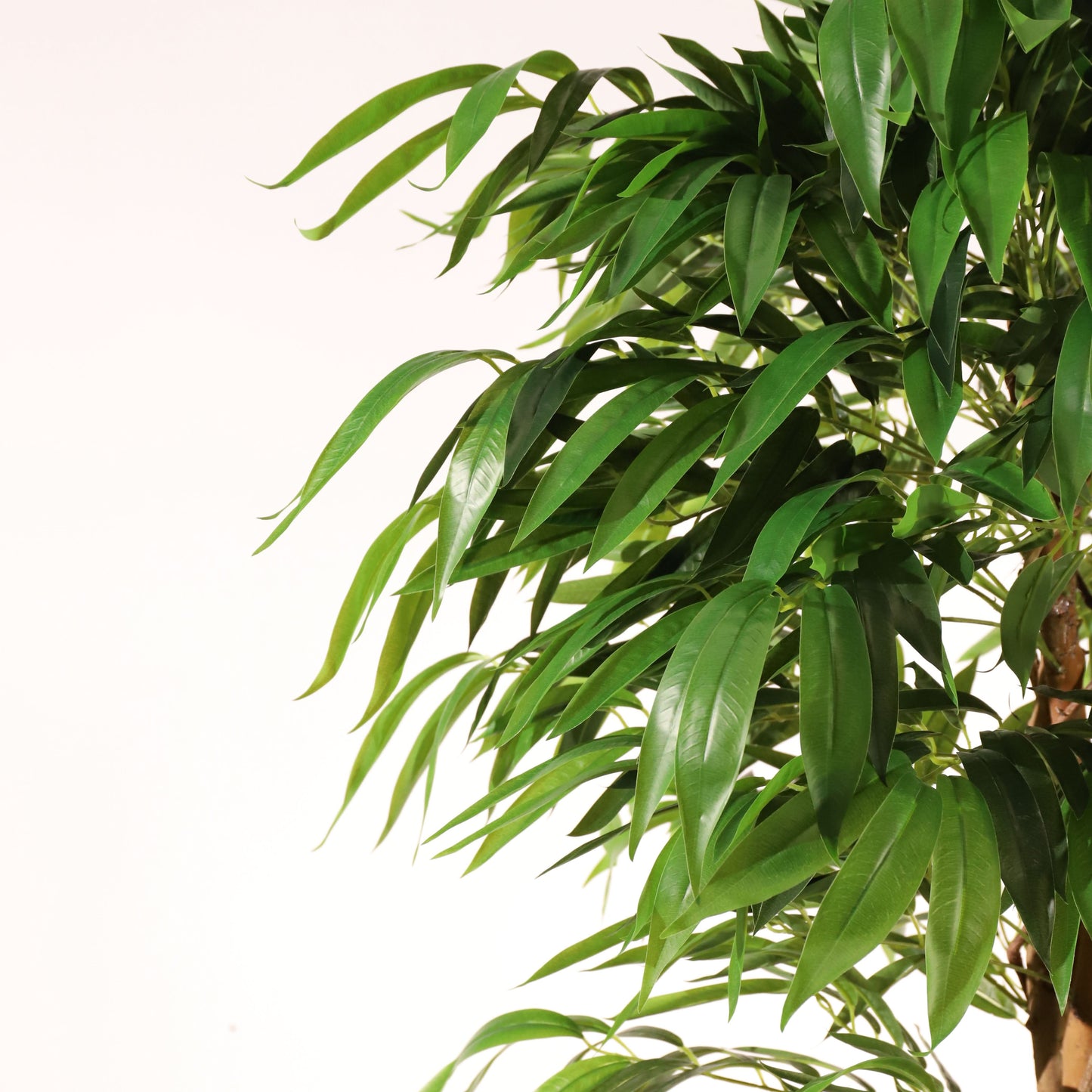 Árbol drácena 183 cm