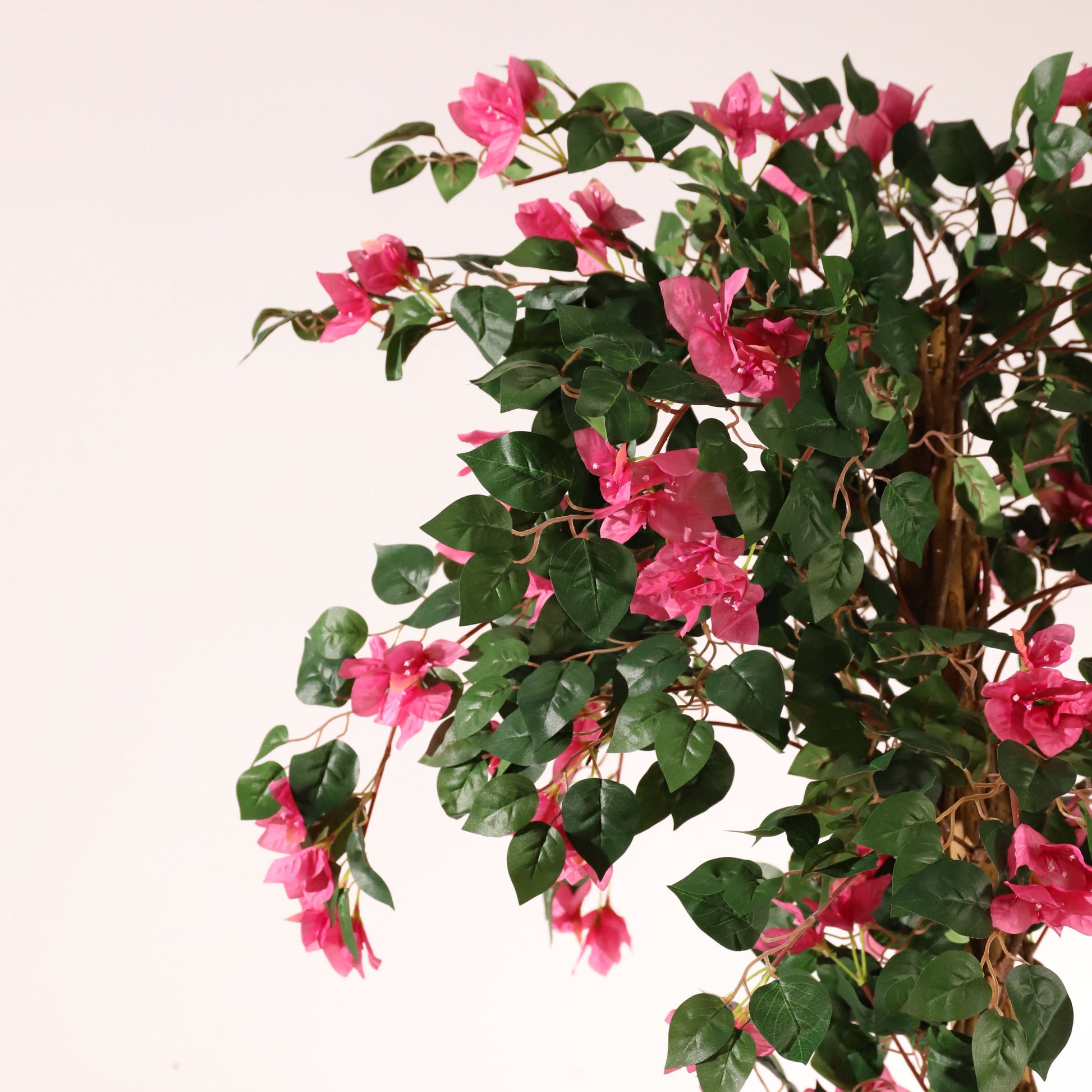 Buganvilla trenzada 185 cm