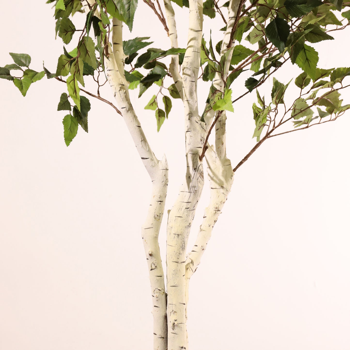 Abedul blanco ignífugo 210 cm