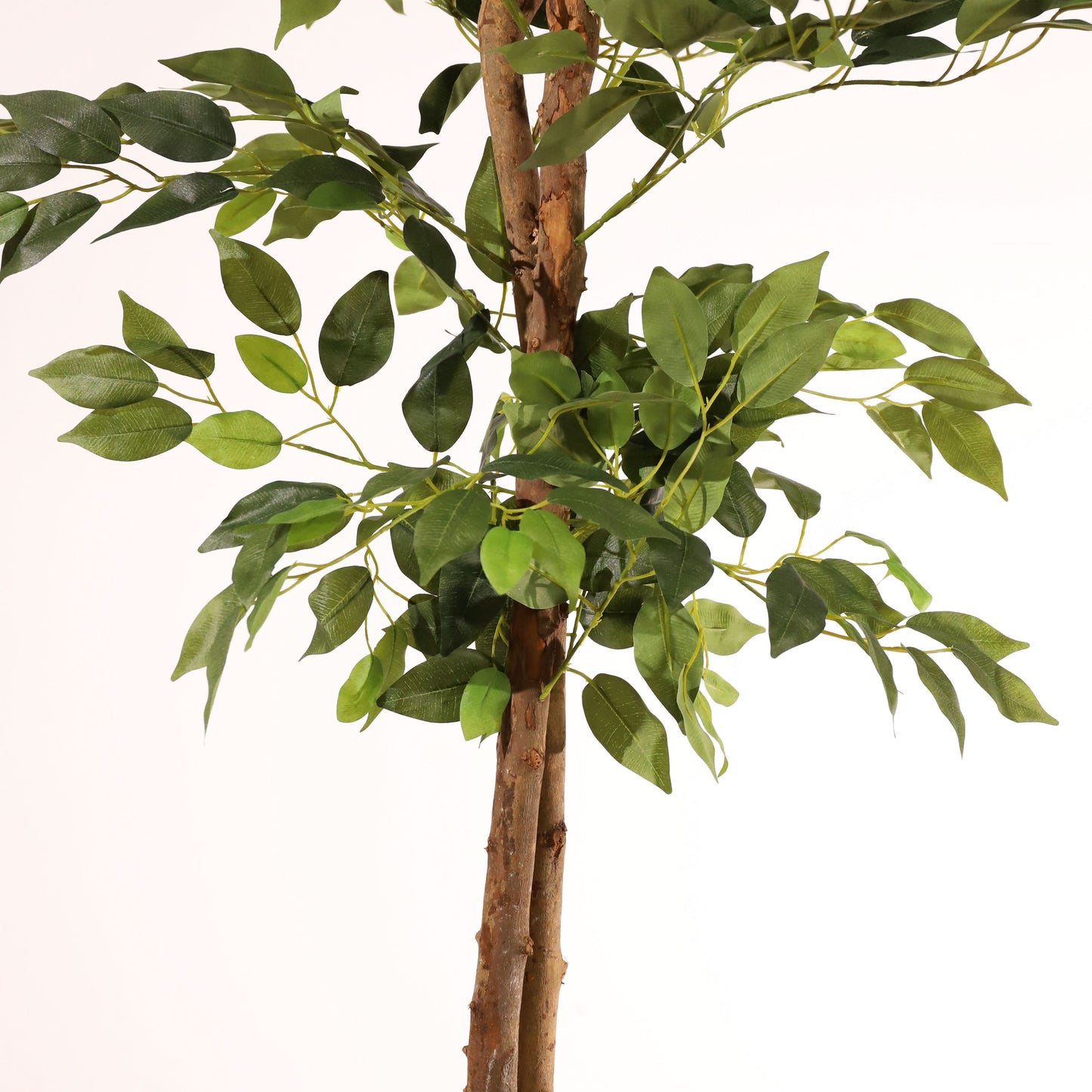 Ficus benjamina 180 cm