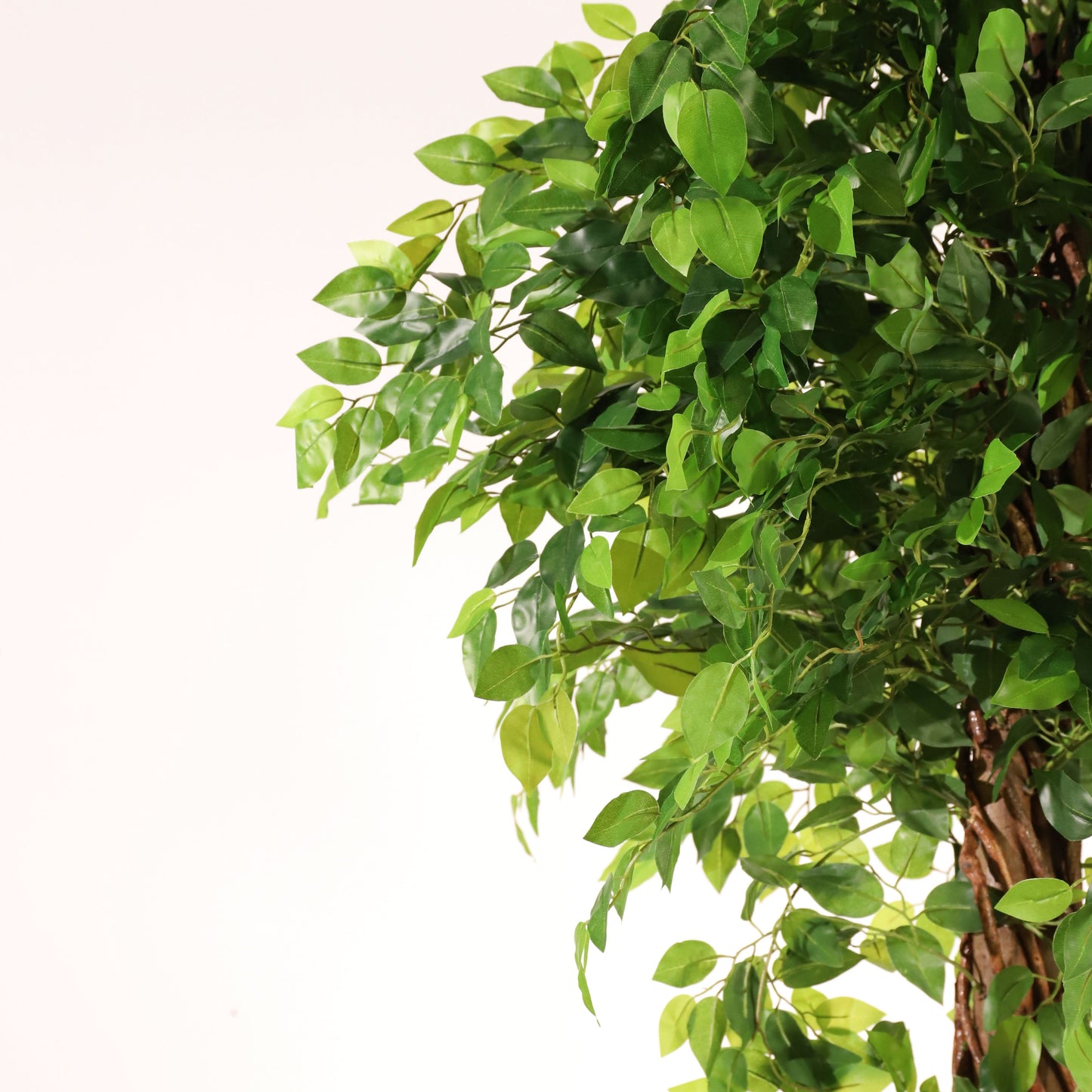 Ficus tressé 180 cm