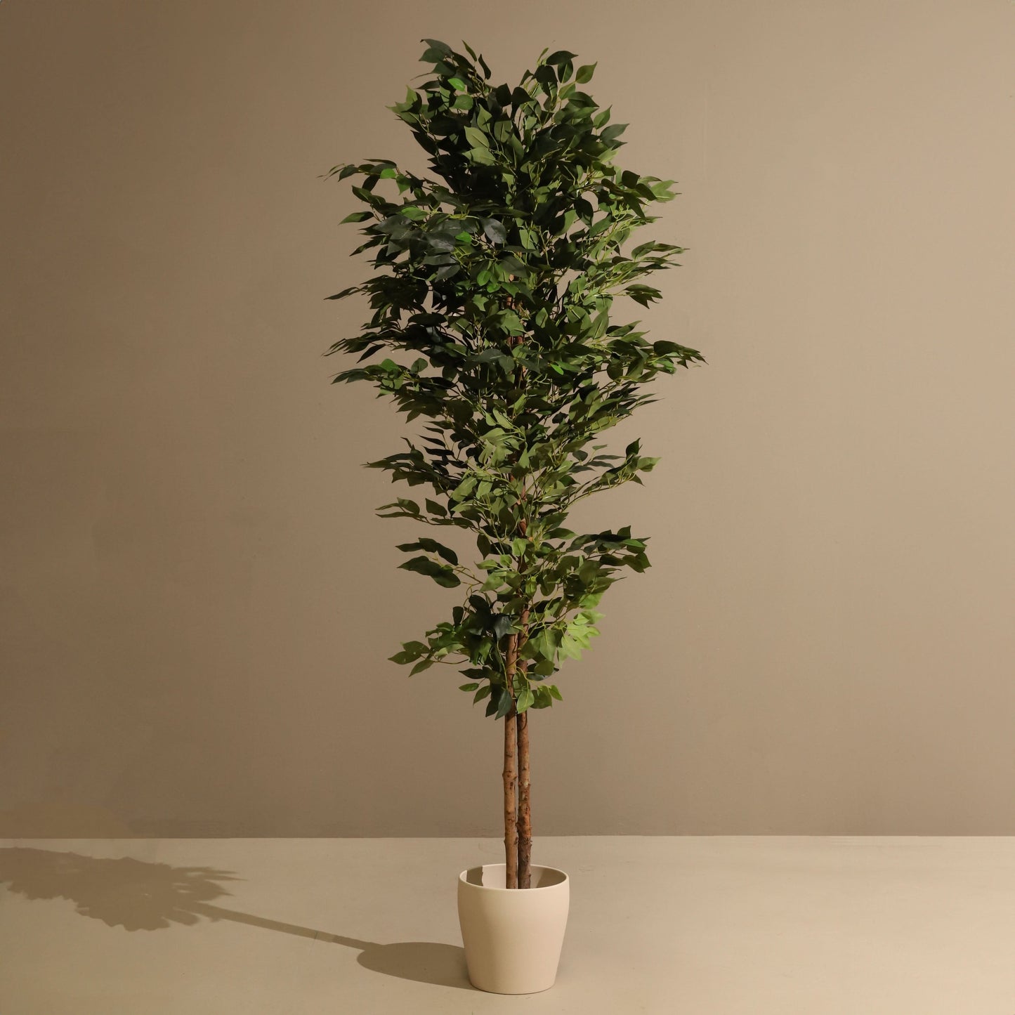 Ficus ignífugo 180 cm