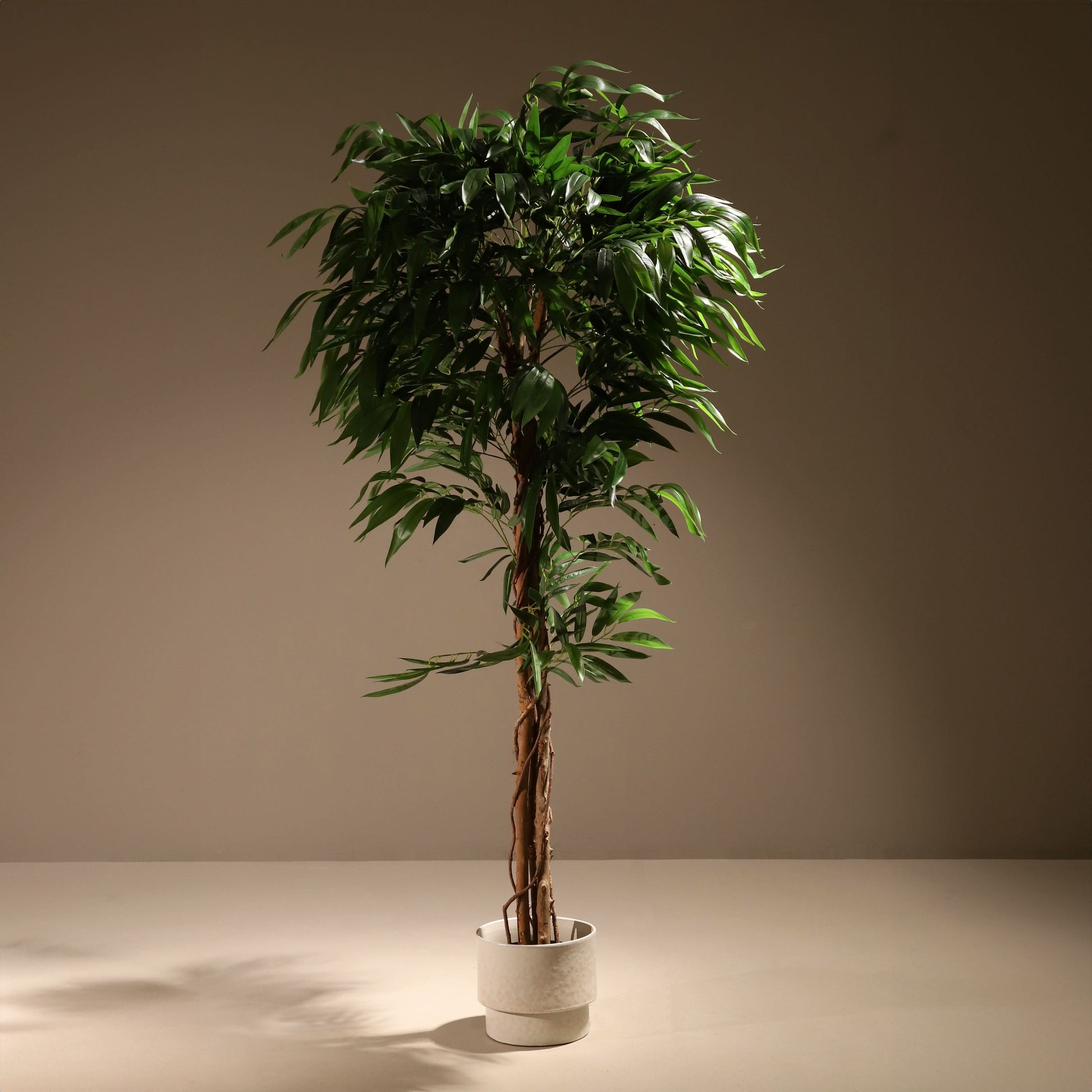 Árbol drácena 183 cm