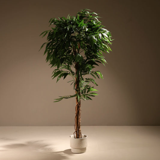 Árbol drácena 183 cm