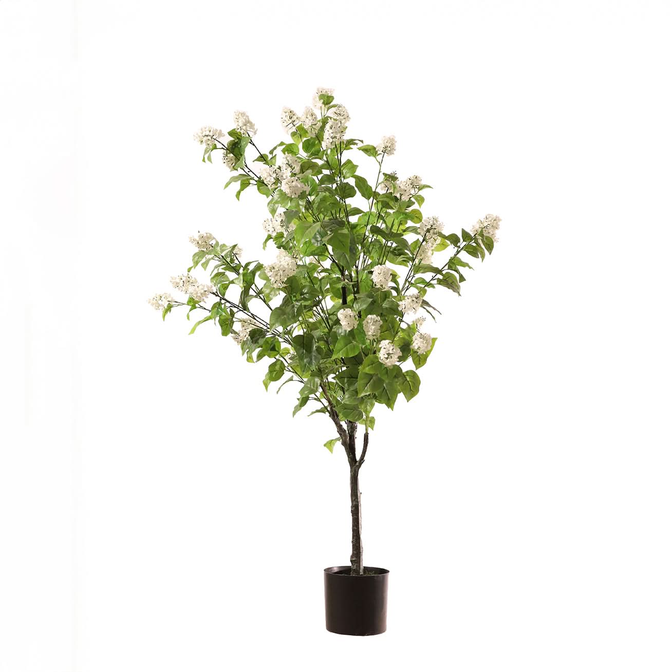 Hortensia paniculata blanca 160 cm