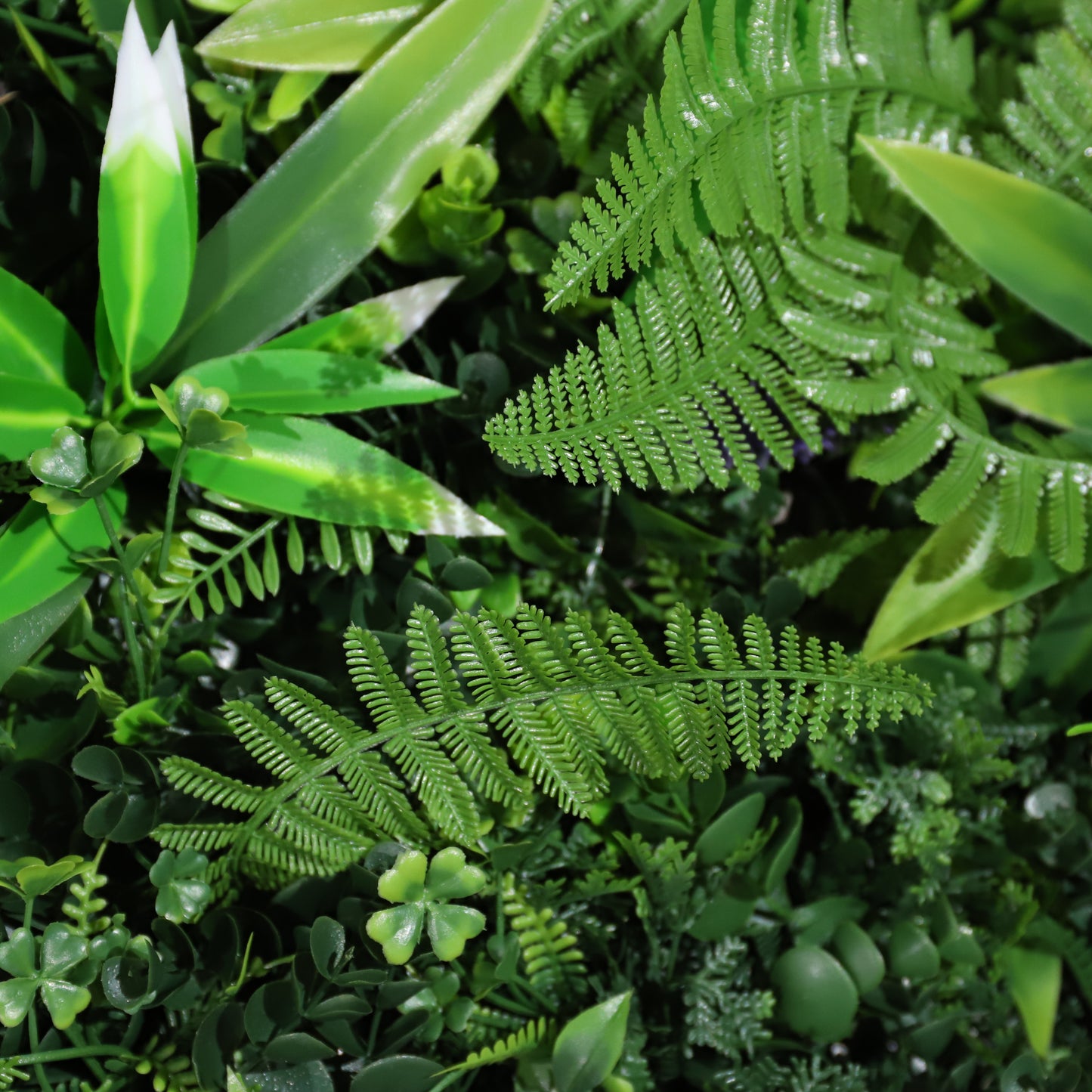 Estrellado