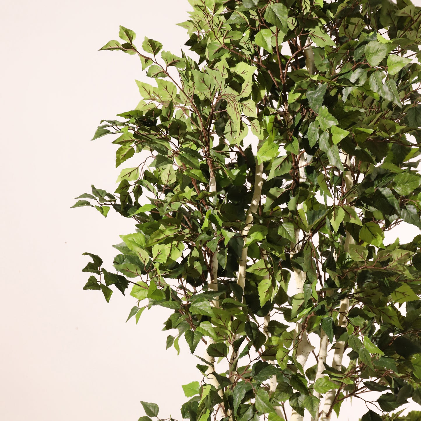 Abedul blanco ignífugo 210 cm