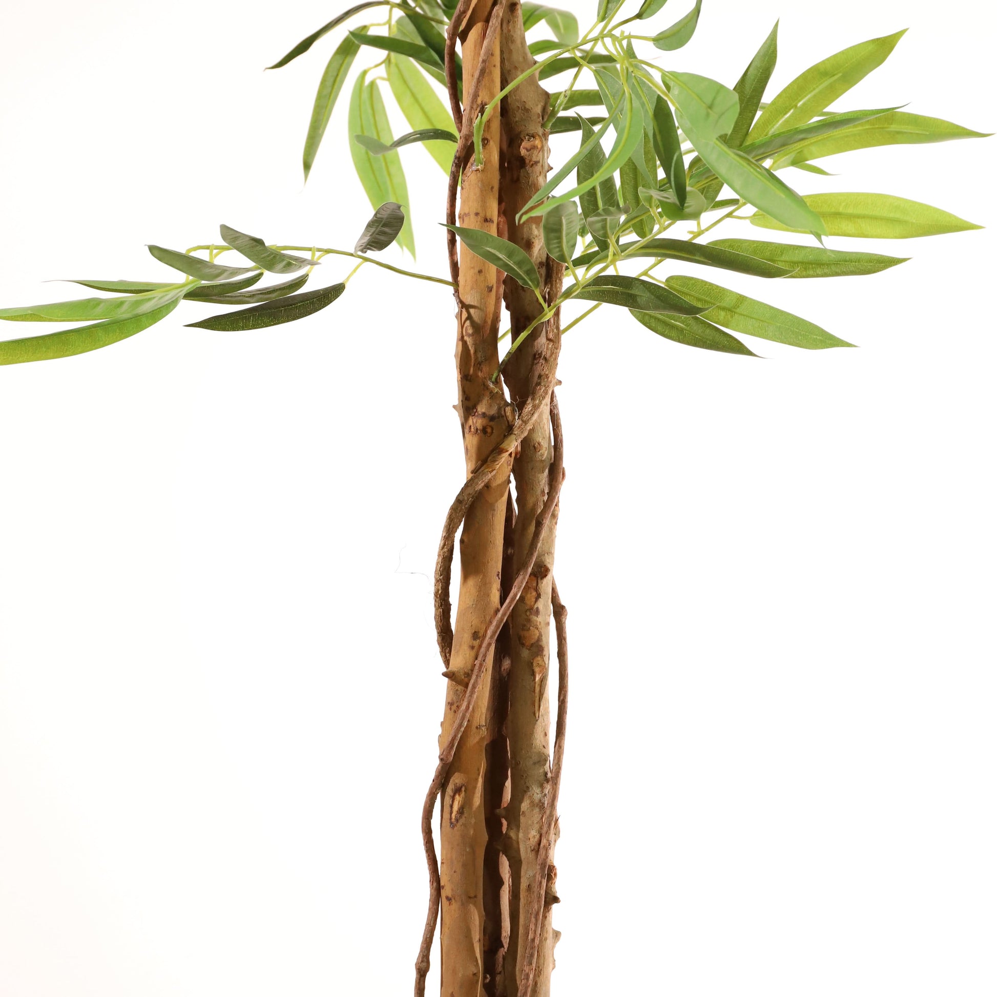 Árbol drácena 183 cm