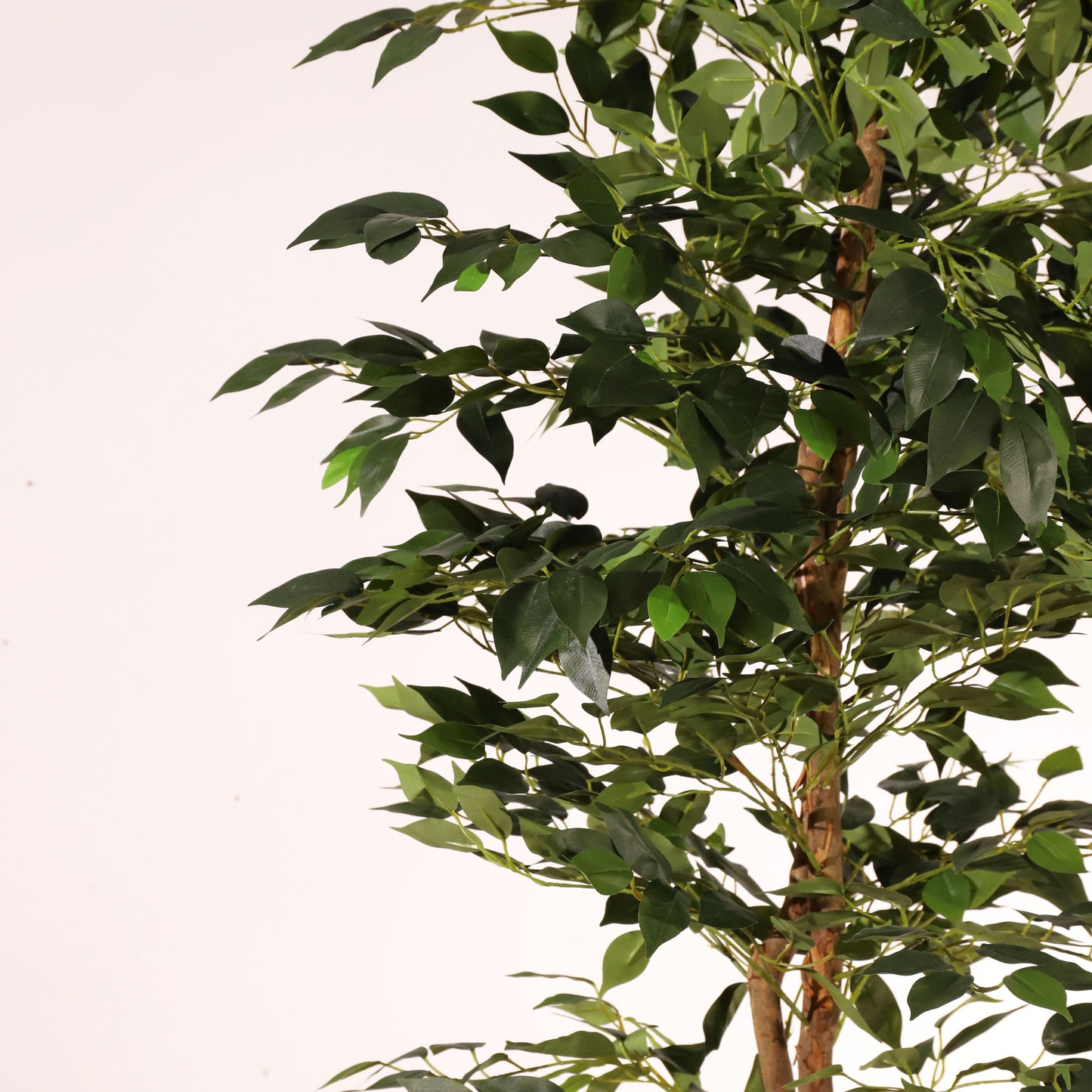 Ficus benjamina 180 cm