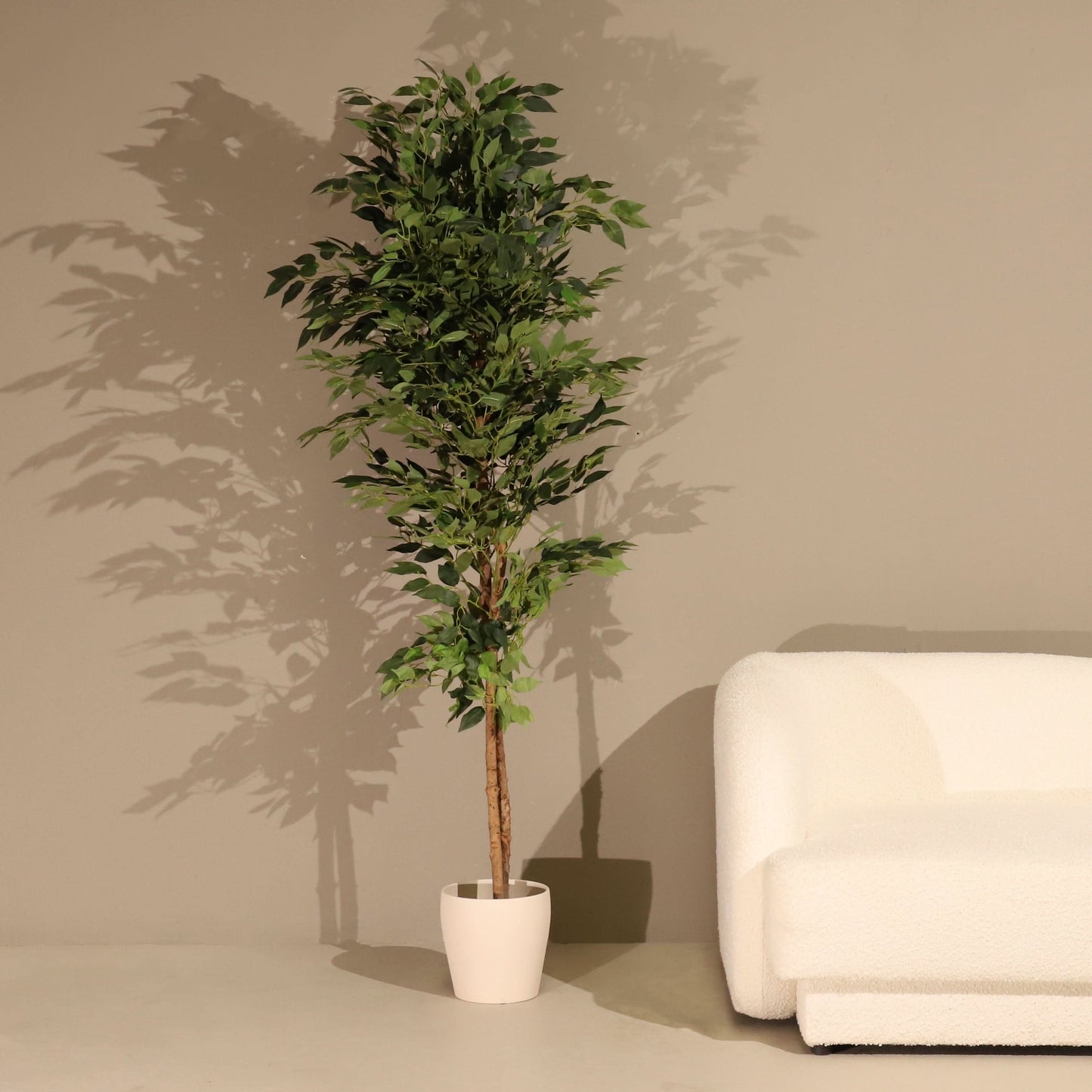 Ficus ignífugo 180 cm