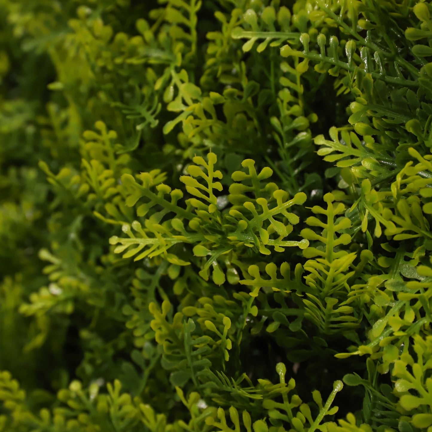 L'amour vert