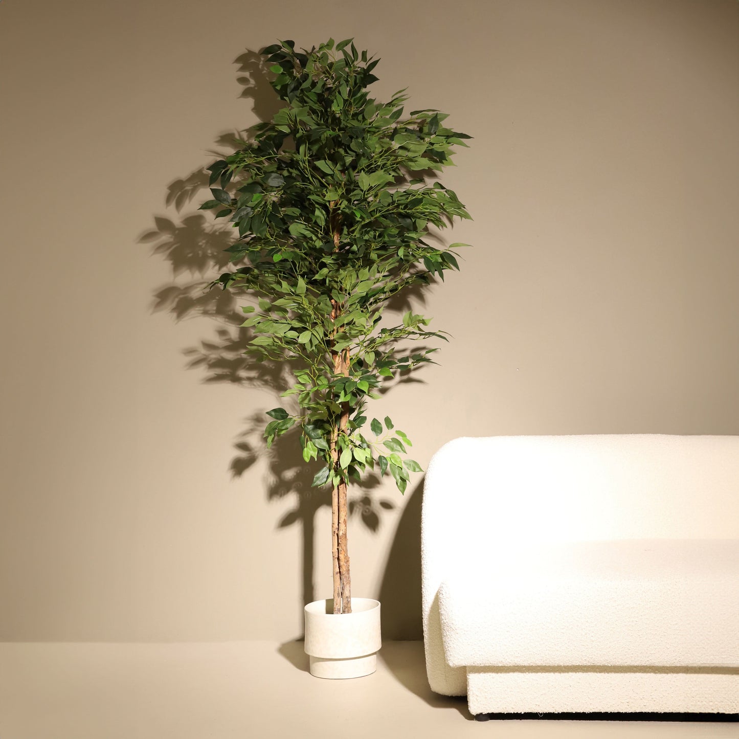 Ficus benjamina 180 cm