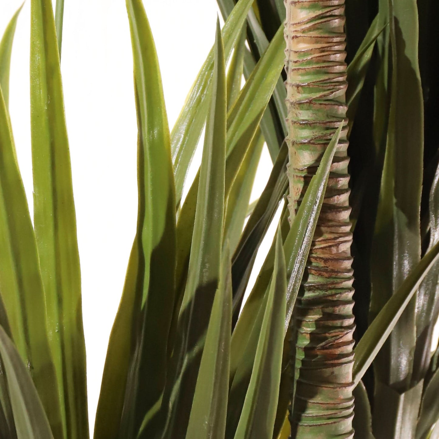 Dracaena 200 cm