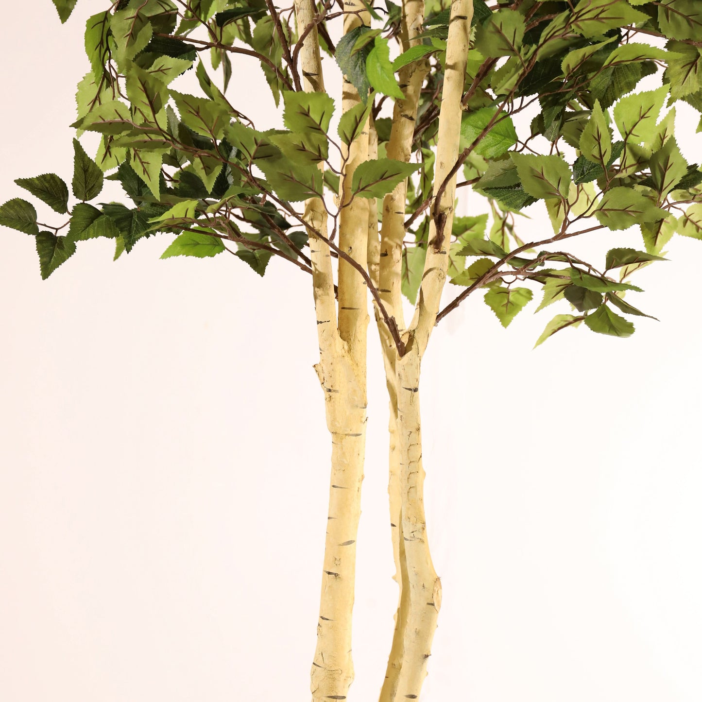 Abedul blanco ignífugo 175 cm
