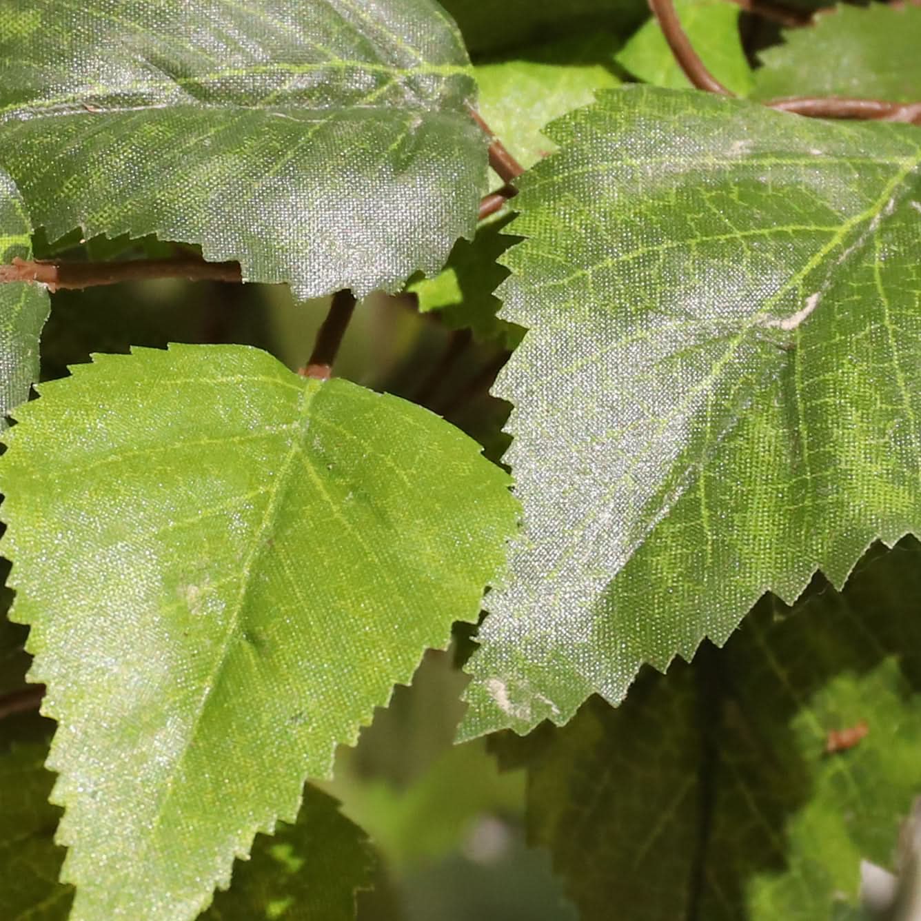 Abedul blanco ignífugo 210 cm