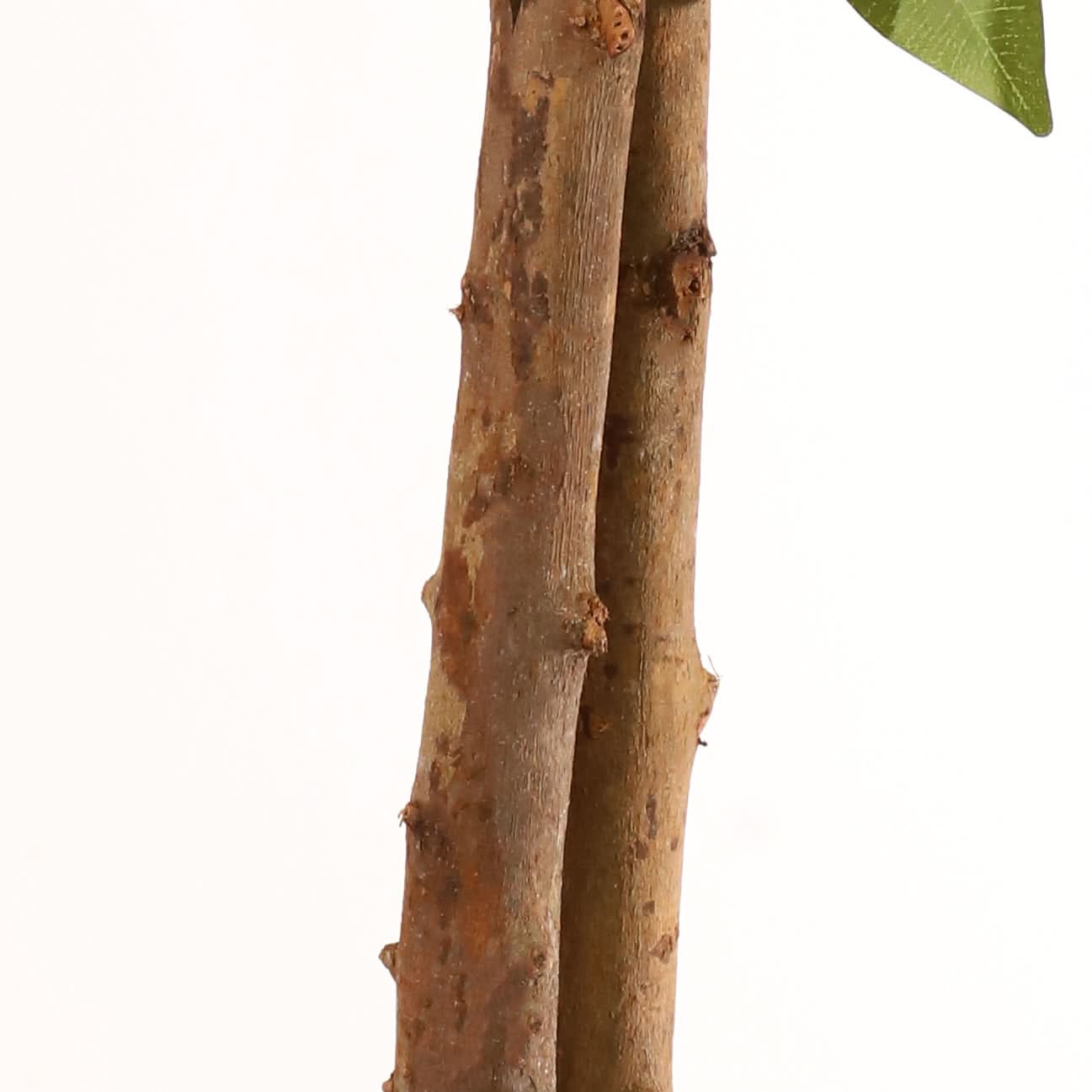 Ficus benjamina 180 cm