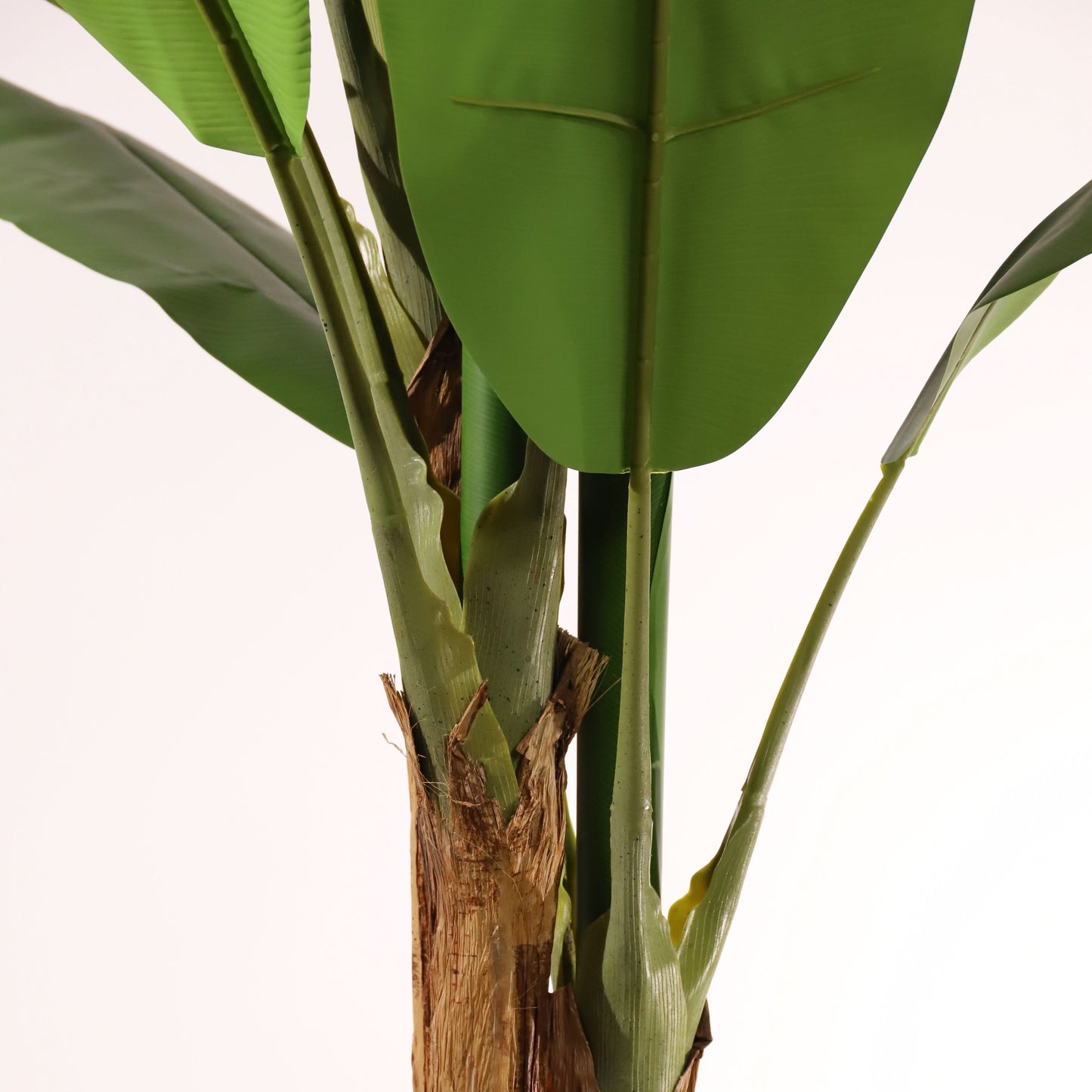 Bananera 180 cm
