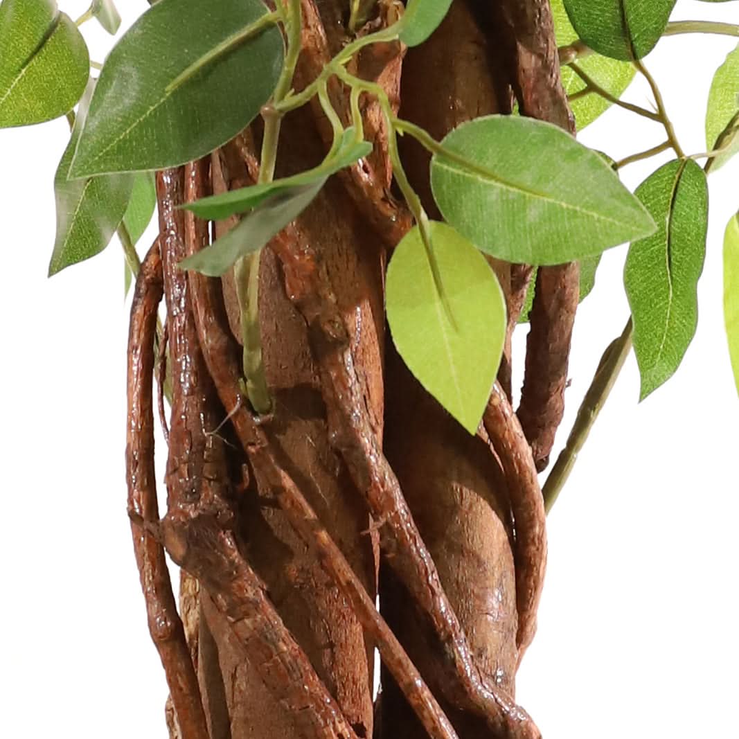 Ficus tressé 180 cm