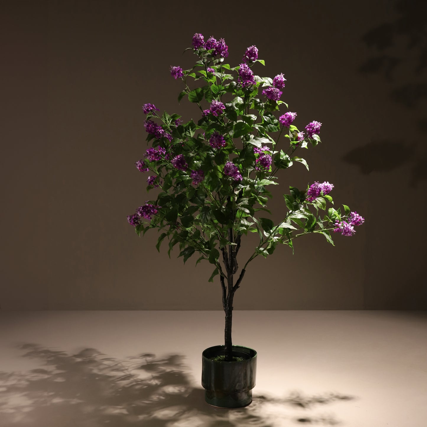 Hortensia paniculata morada 160 cm