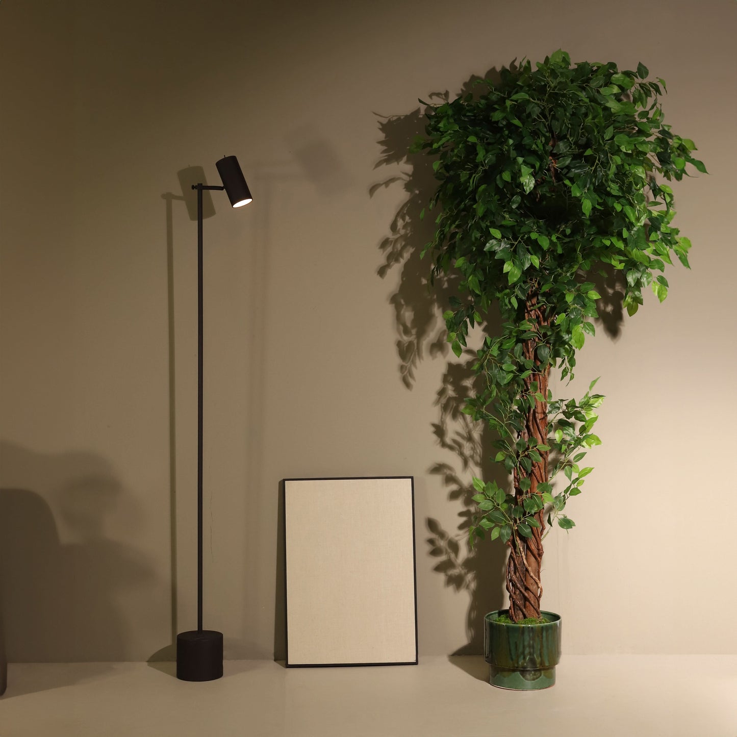 Ficus tressé 180 cm