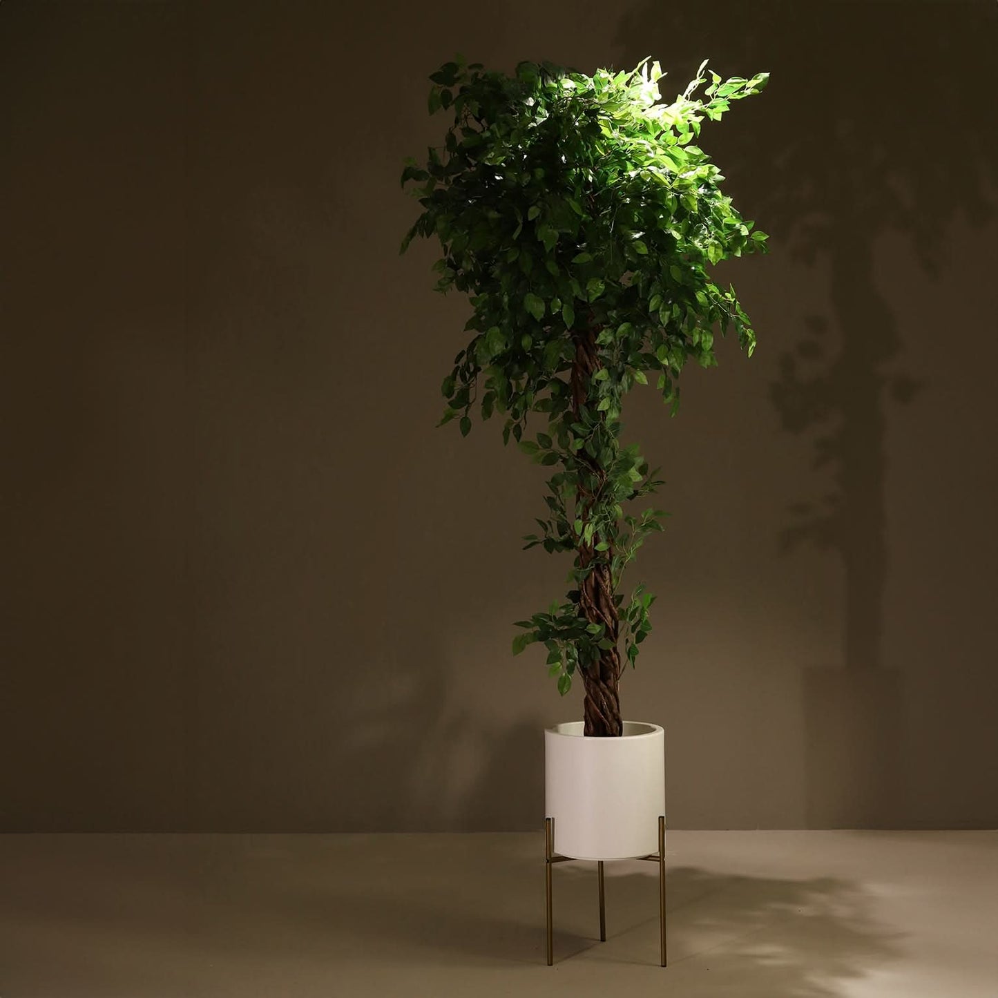 Ficus tressé 180 cm