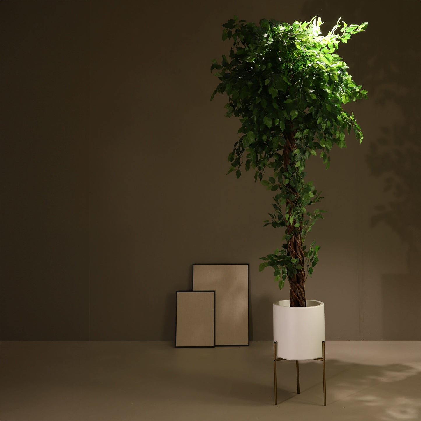 Ficus tressé 180 cm