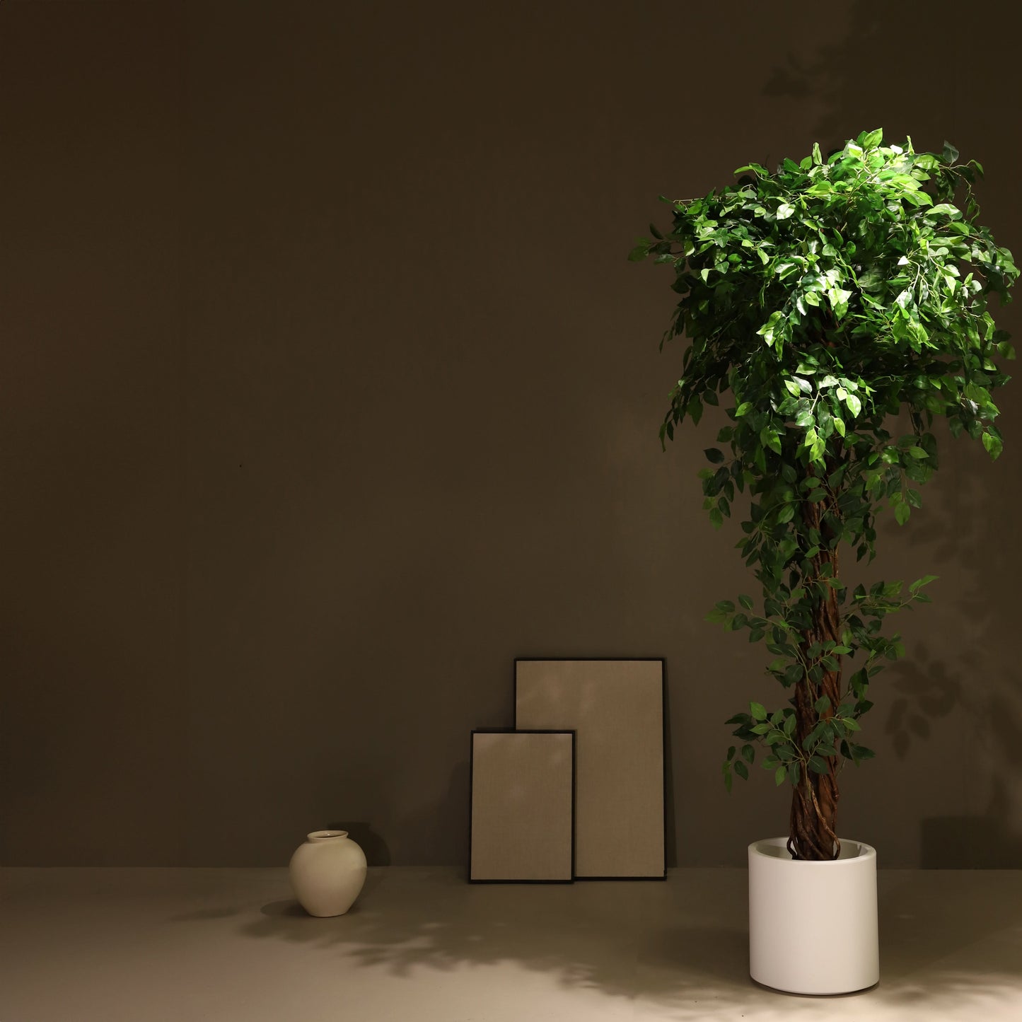 Ficus tressé 180 cm