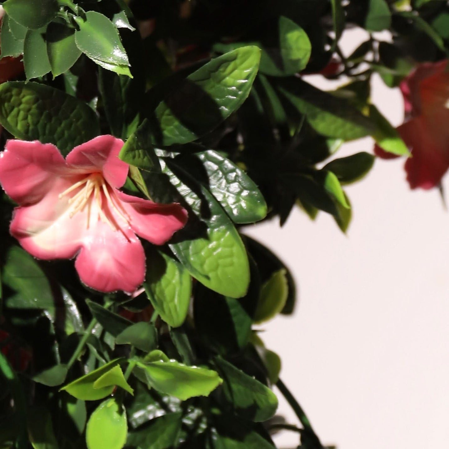 Lirio Rosado