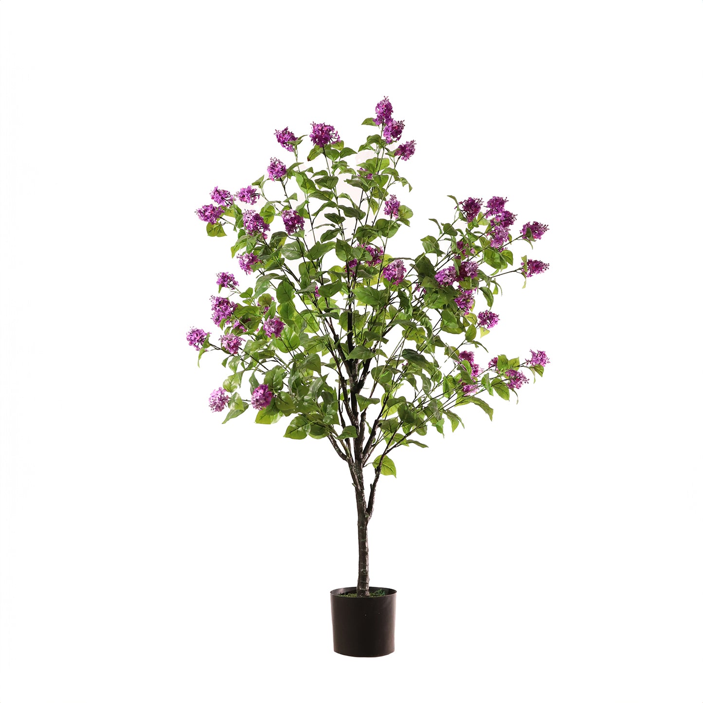 Hortensia paniculata morada 160 cm